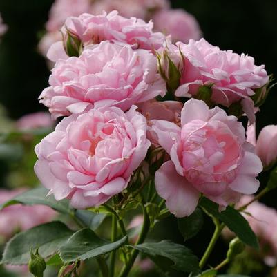 Rosa Shrub Reminiscent® Pink PP34945