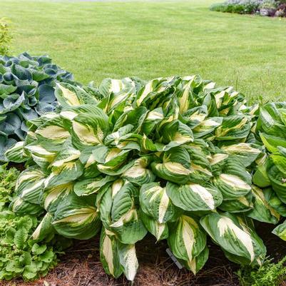 Hosta Vulcan