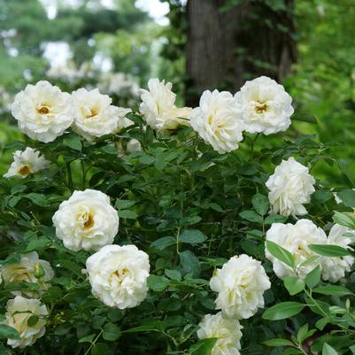 Rosa Shrub Reminiscent® Crema PPAF