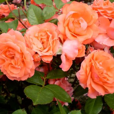 Rosa Shrub Patriot Dream