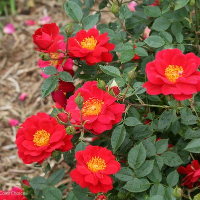 Rosa Shrub Oso Easy® Urban Legend®