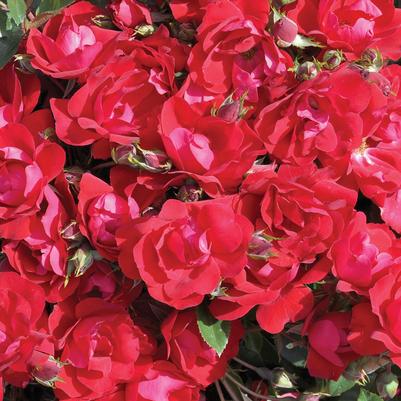 Rosa Shrub Kolorscape® Kardinal PP23548