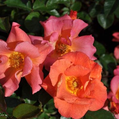 Rosa Shrub Kolorscape® Firecracker™ PP30509