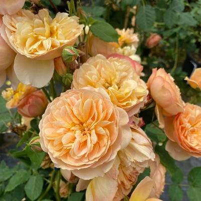 Rosa Shrub Flavorette® Honey-Apricot