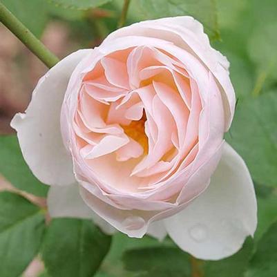 Rosa Shrub Flavorette Pear'd® PPAF