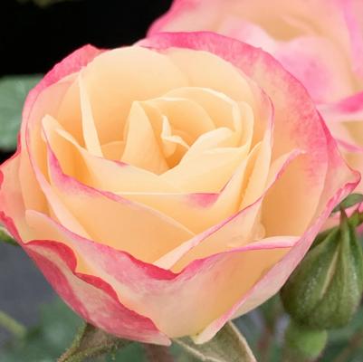 Rosa Shrub Enchanted Meadow™ PP37009