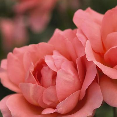 Rosa Shrub Easy Elegance® Sweet Fragrance PP19969