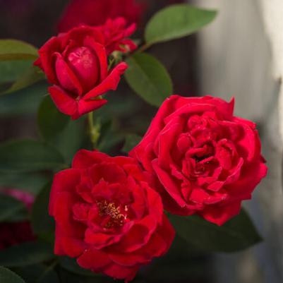 Rosa Shrub Easy Elegance® Kashmir