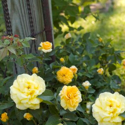 Rosa Shrub Easy Elegance® High Voltage