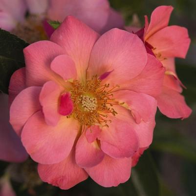 Rosa Shrub Easy Elegance® All the Rage