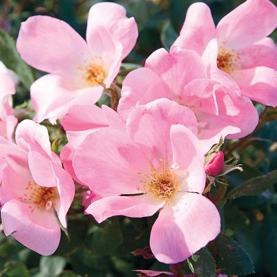 Rosa Shrub Blushing Knock Out® PP14700