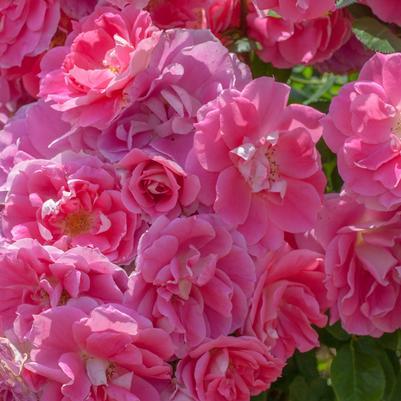 Rosa Shrub Carefree Wonder PP7783