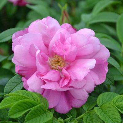 Rosa O.F. Pink Pavement