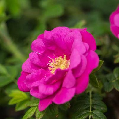 Rosa O.F. Lotty's Love® PP22570