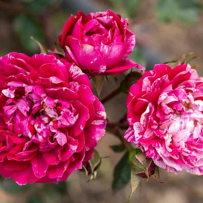 Rosa Mini Tree 18 Sunblaze® Candy PP31645