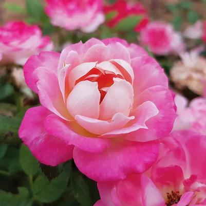 Rosa Mini Pink Sunblaze PPAF