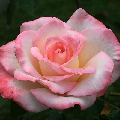 Rosa Hybrid Tea Secret™