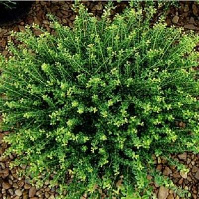 Ilex crenata Helleri