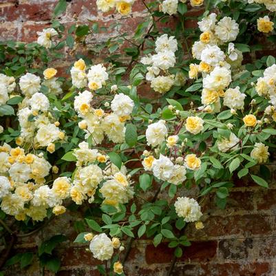 Rosa David Austin Malvern Hills®