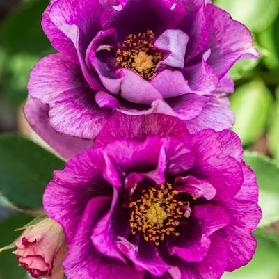 Rosa Floribunda Eyeconic® Plum Lemonade