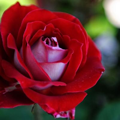 Rosa Floribunda Fire 'n' Ice