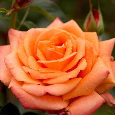 Rosa Hybrid Tea Arizona