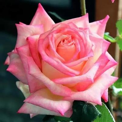 Rosa Hybrid Tea Kordes® Perfecta