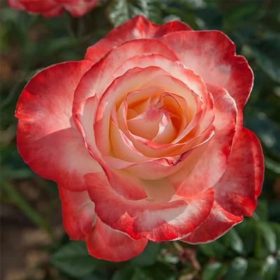 Rosa Hybrid Tea Mercury Rising™ PP26169
