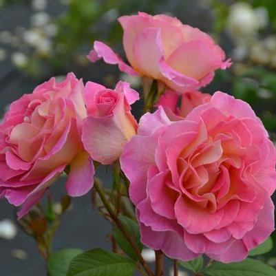 Rosa Hybrid Tea My Bouquet® Julie Andrews™