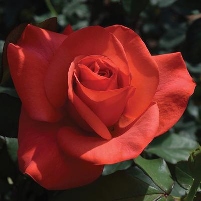 Rosa Hybrid Tea My Bouquet® Ring of Fire®