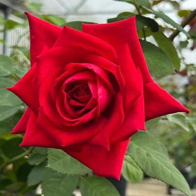 Rosa Hybrid Tea Red Masterpiece