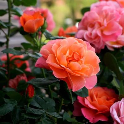 Rosa Mini Sugar Candy Rose™ PP35648