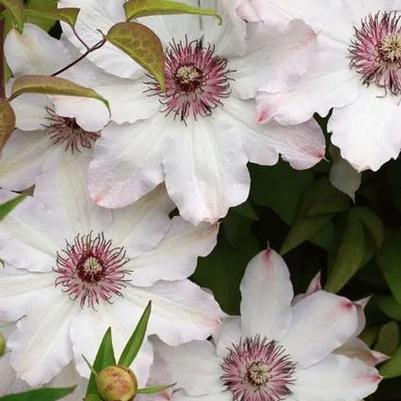 Clematis Snow Queen