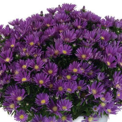 Aster dumosus Aurora Purple
