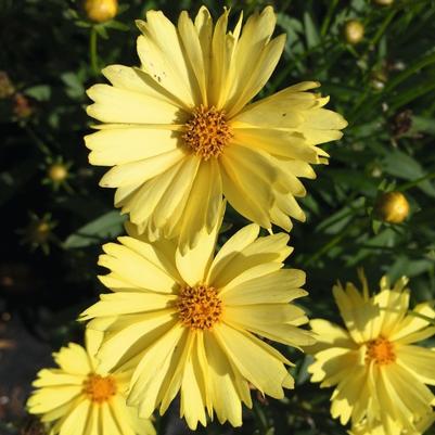 Coreopsis Leading Lady™ Lauren