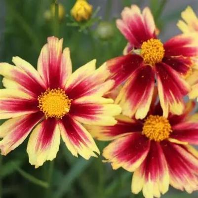 Coreopsis Leading Lady™ Iron Lady