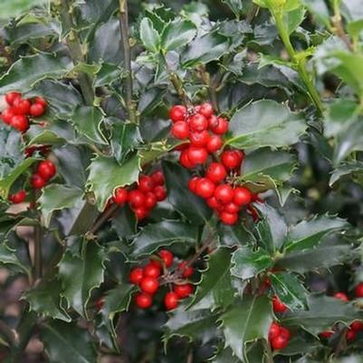 Ilex x meserveae Blue Princess