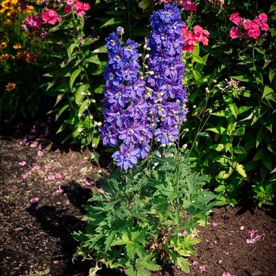 Delphinium elatum Laser Beam™ PP36982