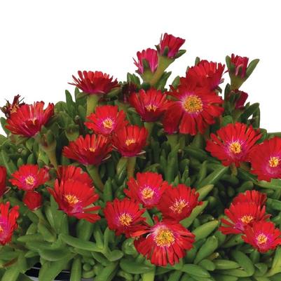Delosperma Rock Crystal Candy Red