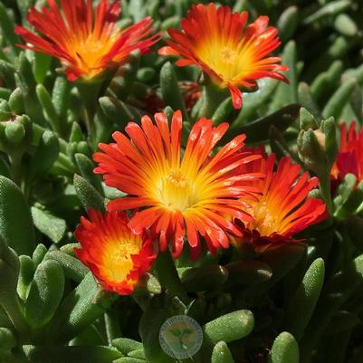 Delosperma Rock Crystal Orange