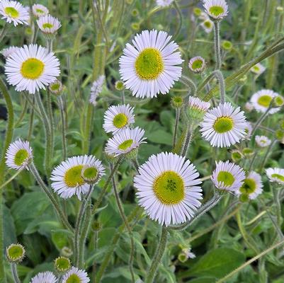 Erigeron 