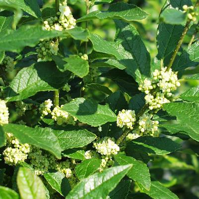 Ilex verticillata Jim Dandy