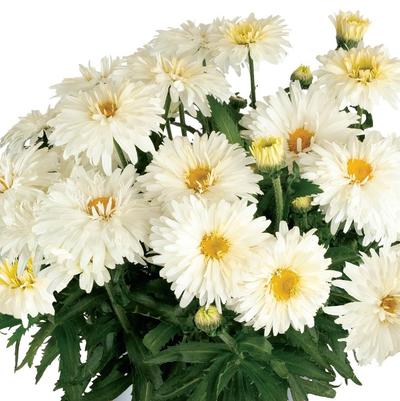 Leucanthemum Sweet Daisy™ Chloe