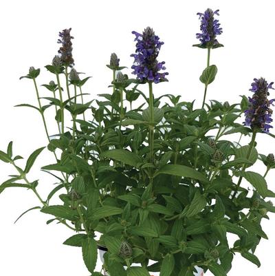 Nepeta Tranquil Purple
