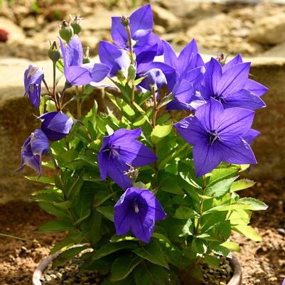 Platycodon grandiflorus Astra Blue