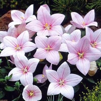 Platycodon grandiflorus Astra Pink