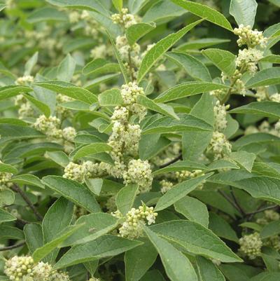 Ilex verticillata Raritan Chief