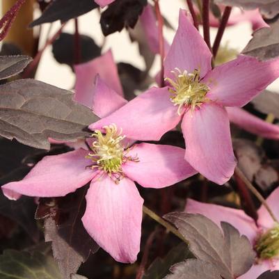 Clematis Moongate Mocha™