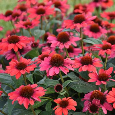 Echinacea Color Coded® Knock'em Red