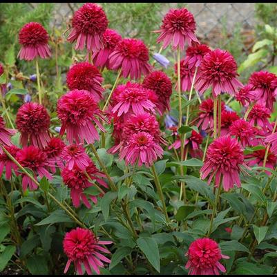 Echinacea purpurea Raspberry Truffle
